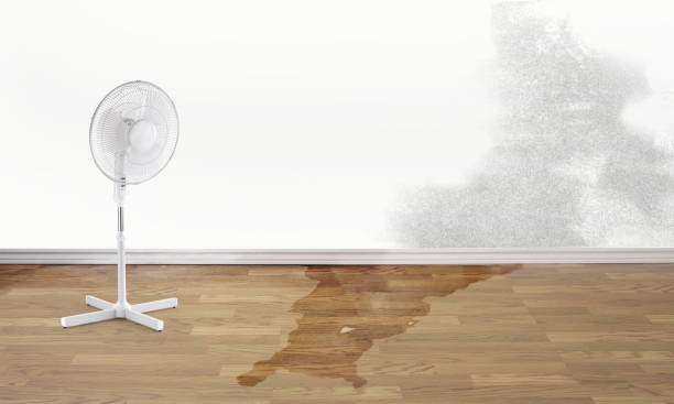 Best Carpet water damage restoration  in North Plymouth, MA